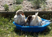 X2 Female Toulouse Geese For Sale