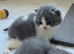 British Shorthair Kittens for sale