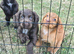 Countryside raised cocker spaniel puppies