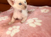 Beautiful Siamese & Oriental Kittens Looking for Their Forever Homes