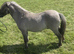Miniature Shetland stallion stud (service) in ebbw vale