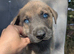 Rottweiler x boerboel