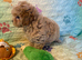 Beautiful Maltipoo Puppies