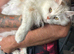 Maine Coon Male Cat.