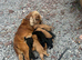 5 beautiful show cocker spaniels crossed patterdale