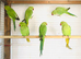 Beautiful young Indian ringneck parrots for sale.
