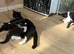 Domestic short haired kittens