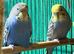 budgies available 9 weeks old