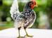 Silver seabright bantampairs for sale