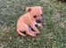 Border terrier X Jack Russell Puppies