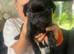 3 beautiful pugs