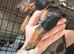 REDUCED***4 stunning sizzling sausage boys