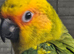 Male sun conure