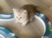 Selkirkrex kittens