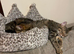 Male tabby cat