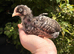 4 Week old Cuckoo Maran chicks
