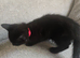 *LAST BOY* Playful Black kitten