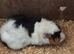 guinea pigs