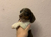 Beautiful rare piebald miniature dachshund pups