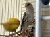 I have nice birds for sale &pound;110