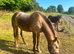 13.2 5year old dun mare - poss in foal