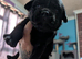 Labrador puppies
