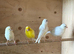4 canary hens 2025