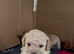 Miniature poodle puppies