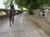 ***REDUCED Beautiful 16h 6yo Irish TB mare unraced