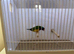Gouldian Finch Cock Bird For Sale (RH, PB, GB)