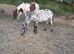 Appoloosa 2yr old