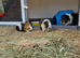 Teddy x texel guinea pigs