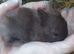 Netherland Dwarf Kits