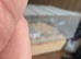 2 x Gerbils