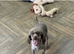 Sweeny adorable chocolate toy poodle boy