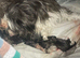 Shihpoo puppies Ready now