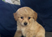 4 adorable puppies for sale