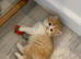 Six absolutely stunning Persian Kittens
