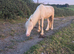 Perllino Gelding
