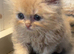 3 persian kittens left