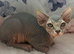 Beautiful sphinx kittens