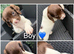 Springer Spaniel puppies