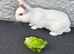 5month male bunny