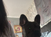 French bull dog