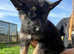 German Shepherd Puppies for sale