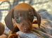 Miniature dachshund puppies