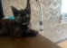 9 week old little girl
