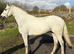*** Smart REG Connemara Gelding***
