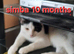 Numerous cats/kittens needing a new home