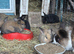 Bunny lionhead x mini lop